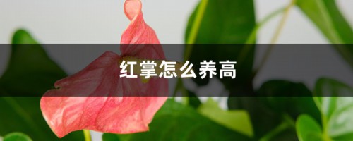 红掌怎么养高